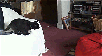 cat-jumps-onto-beanbag