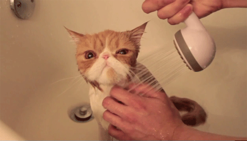 cat showering