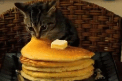 Cat-eating-a-pancake-GIF.gif
