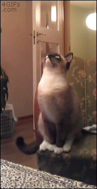 CUTE CAT GIFS - Oh My Gatos!