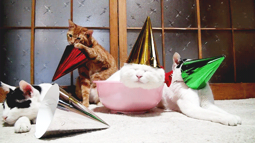 Image result for cat new years party gif