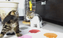 fight.gif