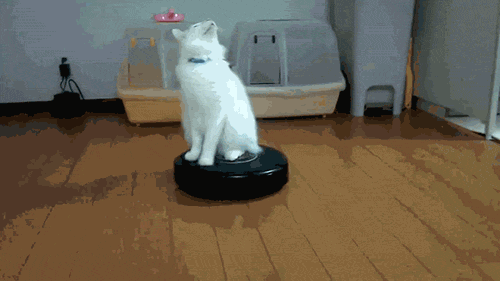 roomba Archives CUTE CAT GIFS