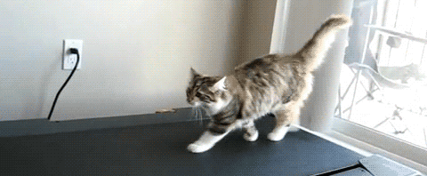 Treadmill Cat