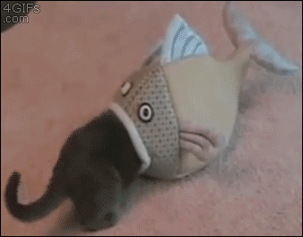 [Image: Fish-eats-cat.gif]