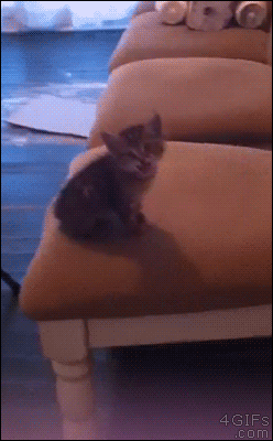 Kitten-chair-jump-short.gif