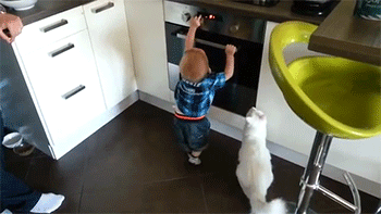 hero-cat.gif