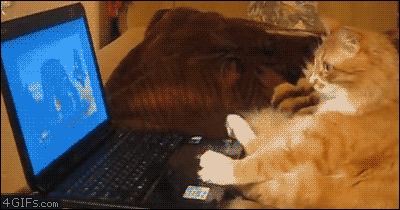 laptop-cat.gif