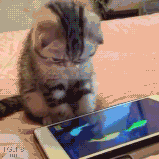 cat-app.gif