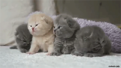 Kittens waking up