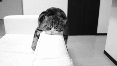 idleness Archives - CUTE CAT GIFS