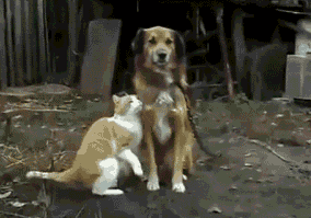 Cat Loves Dog