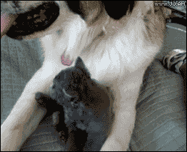 Kitten vs. Dog tongue