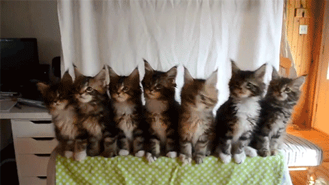 Nodding Kittens - CUTE CAT GIFS